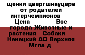 щенки цвергшнауцера от родителей интерчемпионов,   › Цена ­ 35 000 - Все города Животные и растения » Собаки   . Ненецкий АО,Верхняя Мгла д.